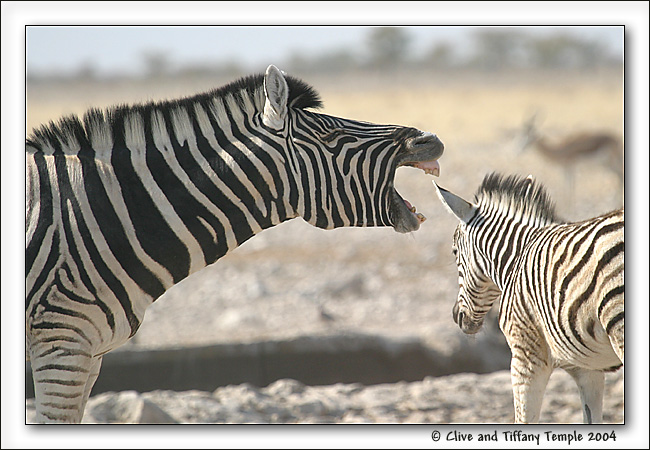 Как спариваются зебры. Спаривание зебр!Zebra mating big Zebras make Love.. Спариваются зебры видео. Спаривание зебр