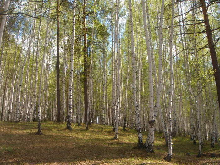 Село роща свердловская область. Березово-муравьиная роща. Берёзово-муравьиная роща Красноярский край. Березовая роща Екатеринбург. Роща Красноярский край.