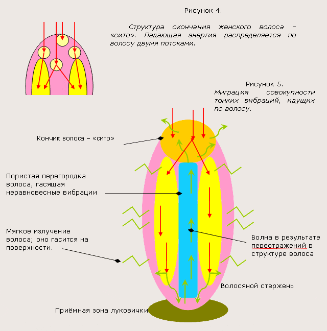 Божественное происхождение волоса
