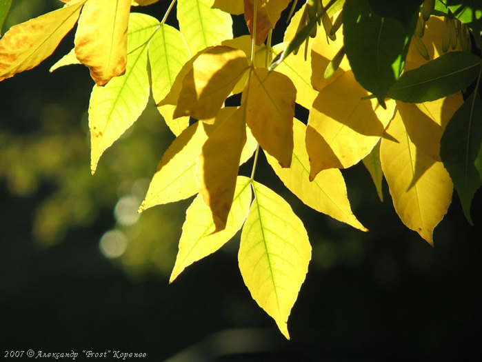 leaves (699x525, 80Kb)