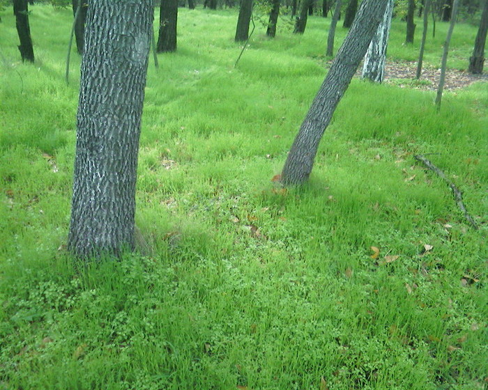  (700x560, 158Kb)