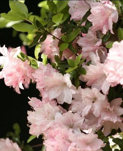 ��������������� (429x525, 39Kb)