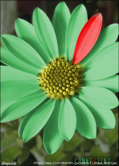 ICQ_Flower_by_pedrosandi (419x583, 140Kb)
