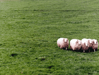 dog-web (338x255, 133Kb)