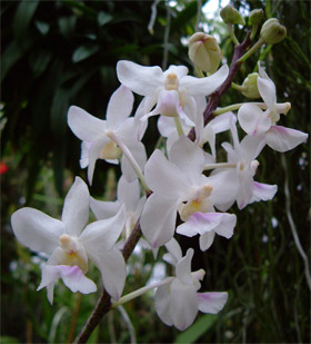 orchid1 (280x309, 30Kb)