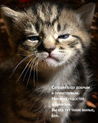  (400x500, 59Kb)