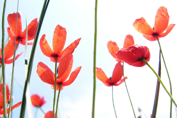 wild poppy (600x400, 50Kb)