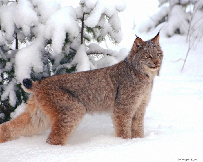 lynx (700x560, 63Kb)