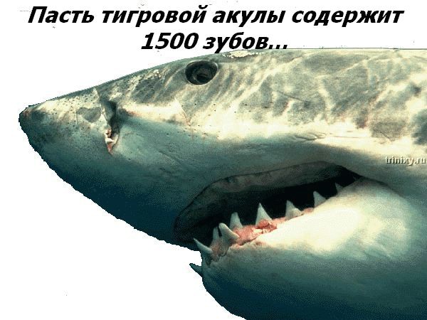  (600x450, 68Kb)