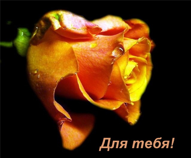 (640x529, 80Kb)