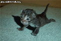 Cat (122x83, 20Kb)