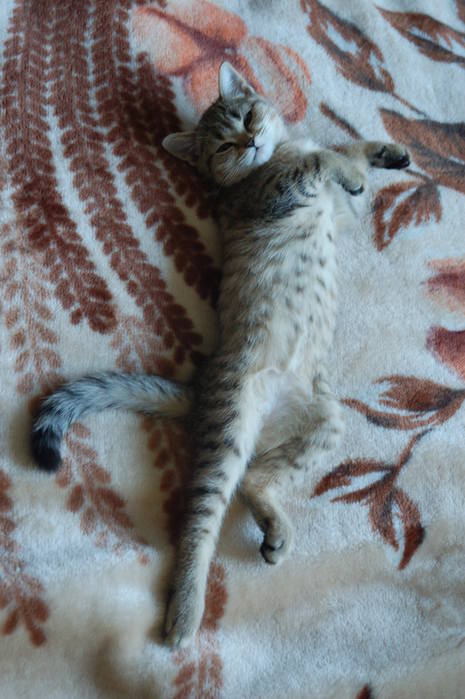 DSC_3840 (465x699, 53Kb)