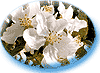  (100x73, 3Kb)