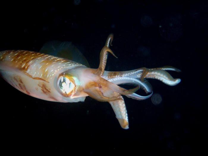 Осьминог кальмар каракатица. Тритон моллюск. Черная каракатица моллюск. Наутилус осьминог каракатица кальмар. Каракатицы десятирукие.