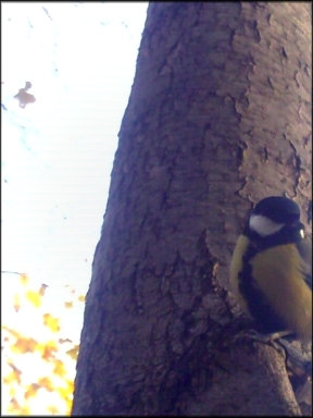 preview2 (288x384, 70Kb)