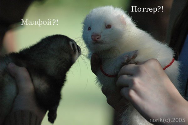  (600x400, 32Kb)