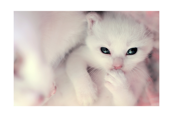 4944838_Hello__little_white_kitten__by_SubterfugeMalaises (699x466, 156Kb)