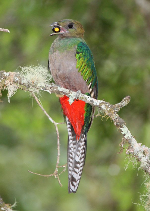 resplendent-quetzal-033 (498x700, 322Kb)