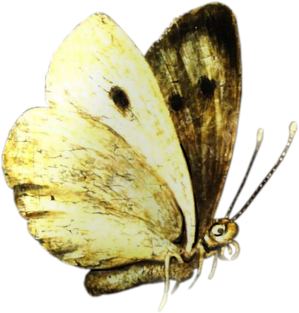 0_ad001_fd2f6345_L (423x442, 264Kb)