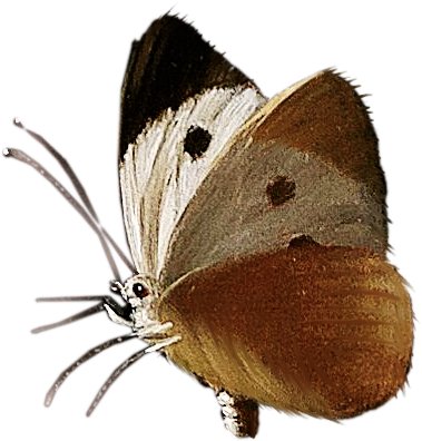 0_ad002_f9fa8d17_L (379x396, 223Kb)