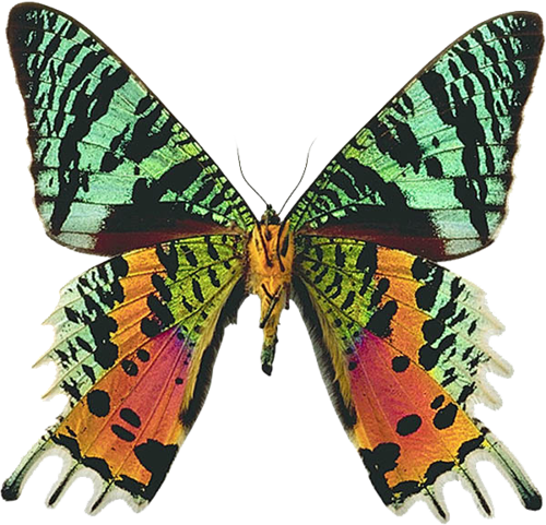 0_ad06a_e67448cf_L (500x481, 404Kb)