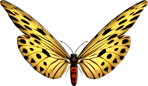 0_ad07a_e76fe395_L (500x291, 168Kb)