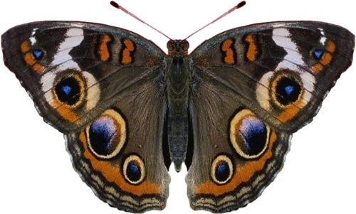 0_ad025_4d458ae4_L (500x301, 232Kb)