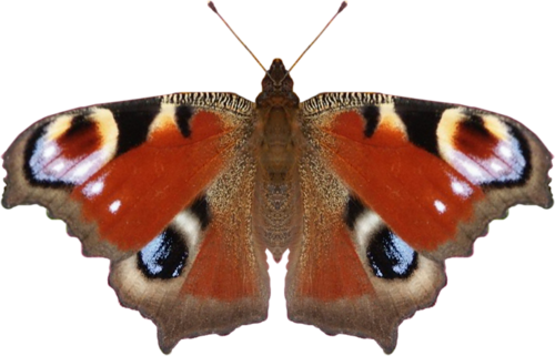 0_ad027_7919a878_L (500x321, 195Kb)