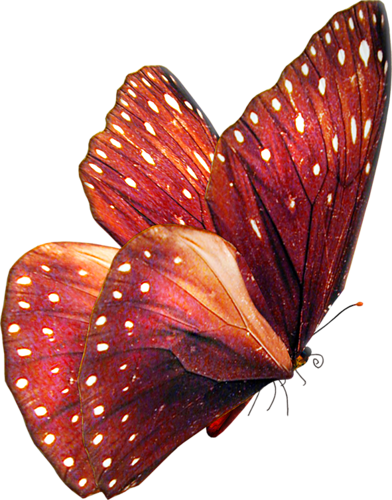 0_ad078_9d3a363b_L (392x500, 303Kb)