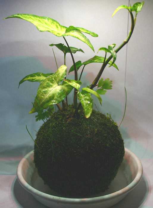 kokedama_01_01 (514x700, 384Kb)