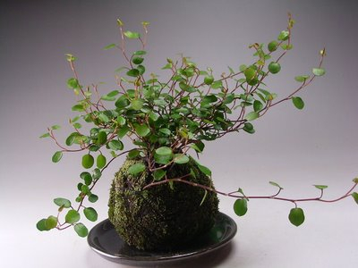 rakuten-kokedama3 (400x300, 94Kb)