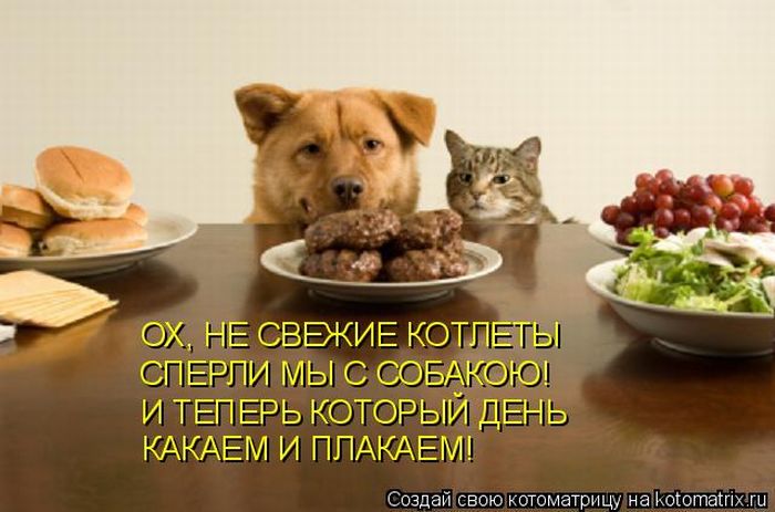 4326608_1302860177_kotomatrix_29 (700x463, 51Kb)