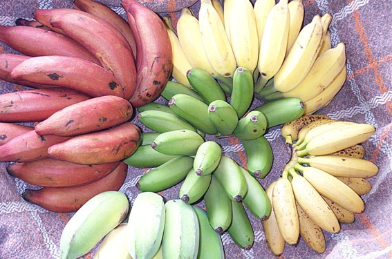 banana-variety (567x375, 78Kb)