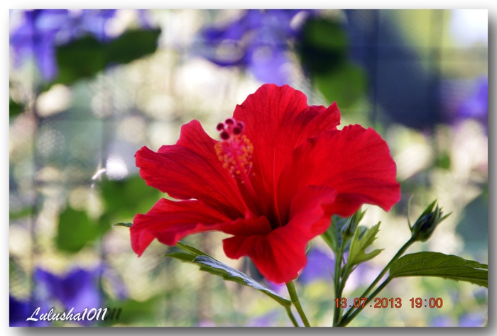 3587765_DSC_1137 (700x474, 212Kb)