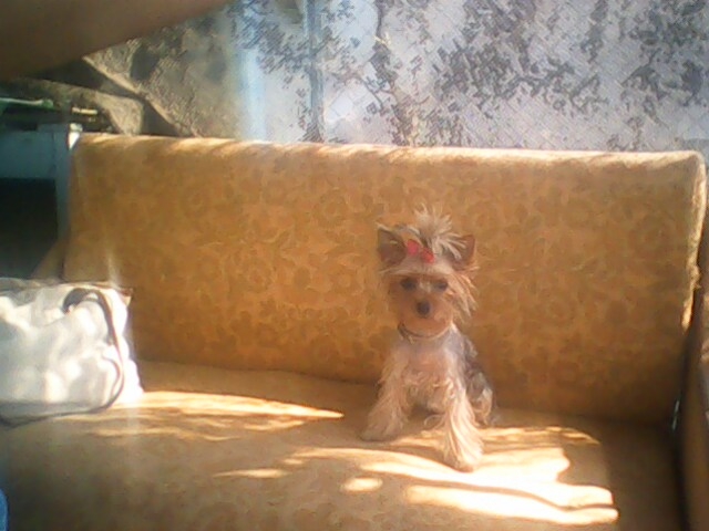 IMG0373A (640x480, 155Kb)