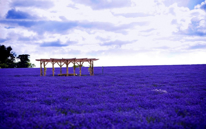 Lavender-fields5 (700x437, 308Kb)