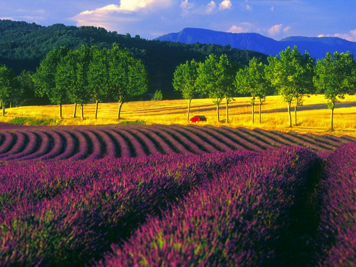 Lavender-fields9 (700x525, 530Kb)