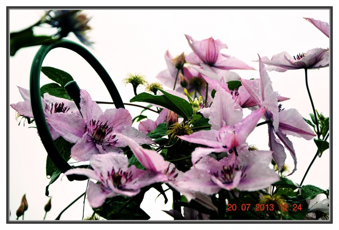3587765_DSC_12871 (700x474, 235Kb)