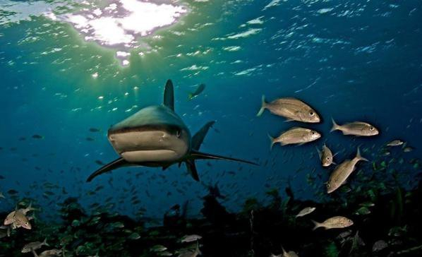 1278310280_underwater_12_600x397 (600x364, 159Kb)