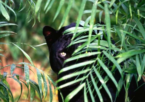 1300293098_leopard2 (600x420, 229Kb)