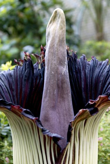 4283355_file6036323_Titan_Arum_375_b (375x560, 36Kb)