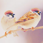 2245788_94025345_large_tumblr_mdjkf (150x150, 6Kb)
