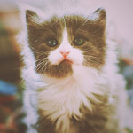 2245788_95084960_large_tumblr_m82wt (150x150, 9Kb)