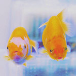 2245788_99261974_large_tumblr_mkd9v (150x150, 9Kb)