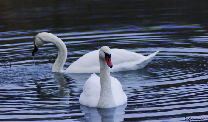 3166706_swans_by_coffeemuggerd4nvomg (800x482, 74Kb)