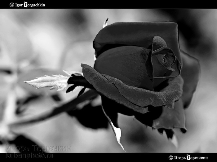 52790126_ch_roz15 (700x525, 54Kb)