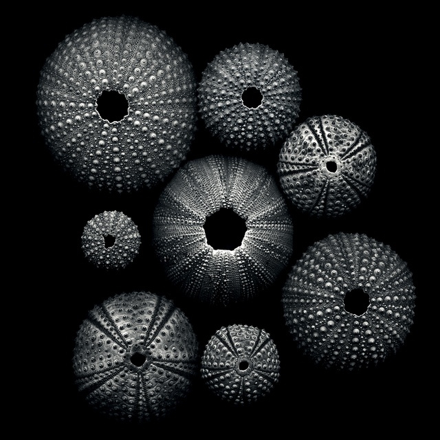 5f51cd88647ef3cc35473b34095dfc72 (640x640, 250Kb)