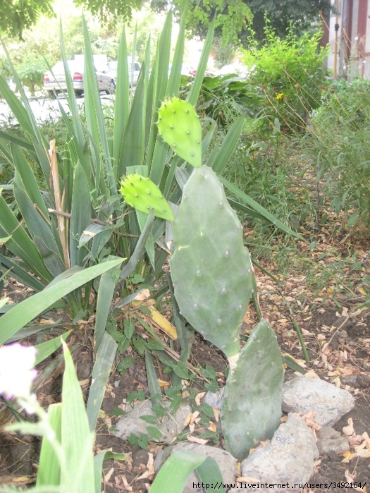 IMG_2146 (525x700, 374Kb)