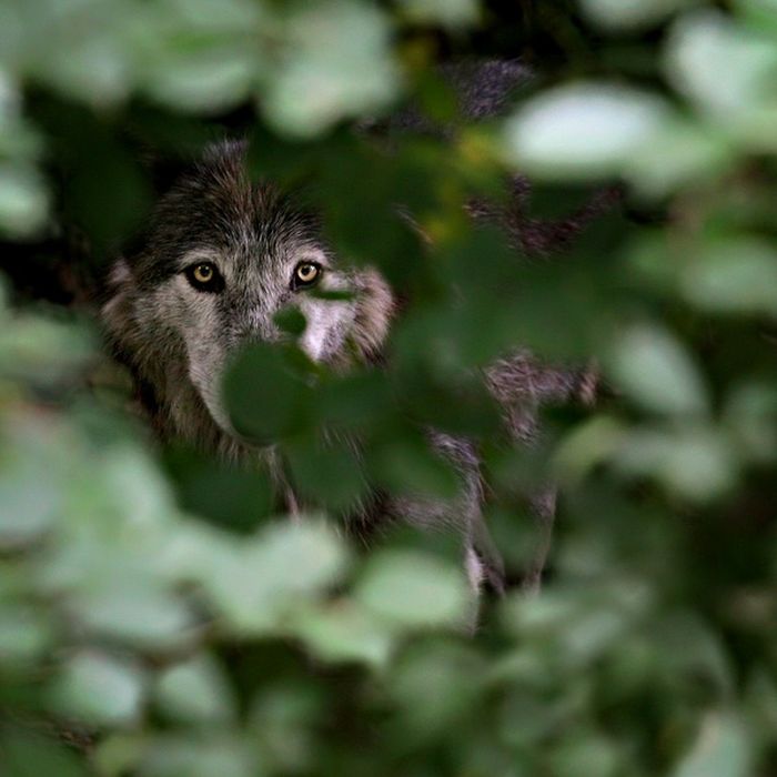 1355038385_amazing_animals_26 (700x700, 47Kb)