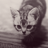 cat (100x100, 90Kb)